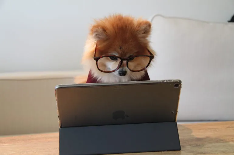 Pomeranian in glasses in front of an ipad, looking as though it's working