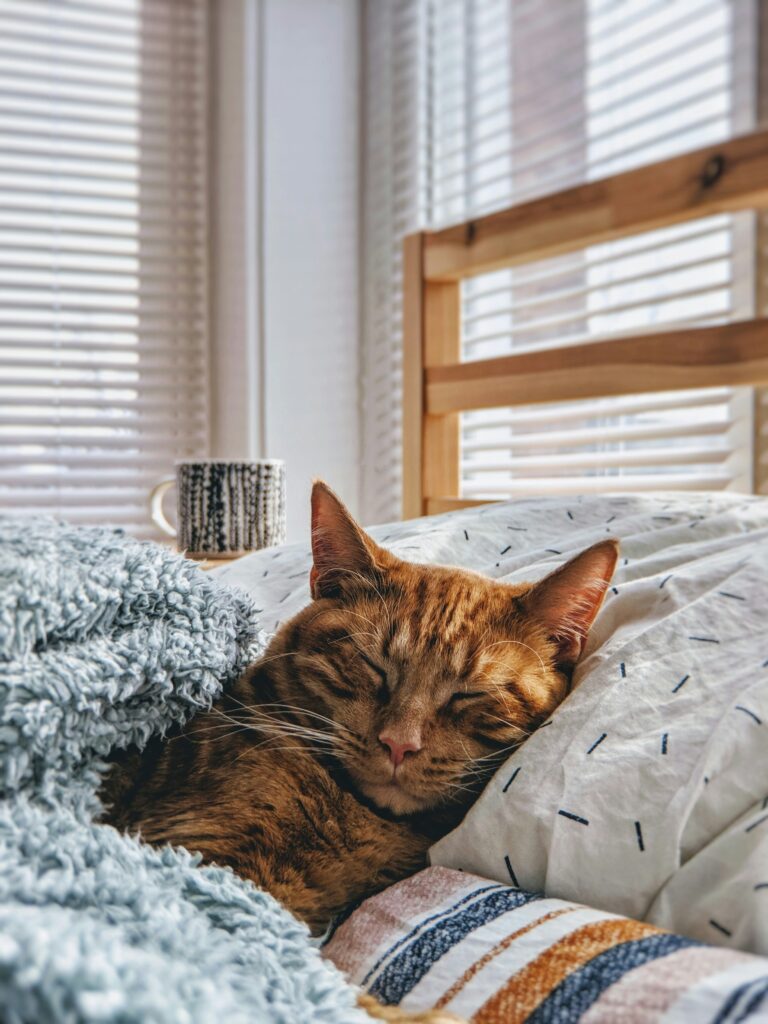 orange cat napping in bed, under the covers like a human
