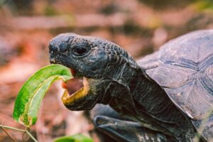 turtle eating a leaf