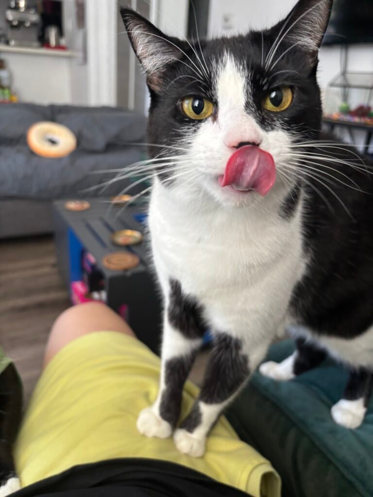 a black and white tuxedo cat